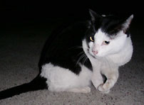 cat_in_the_dark.jpg