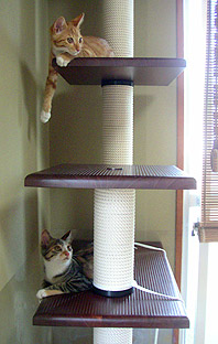 cats_on_tower01.jpg