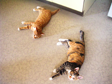 lyingcats.jpg