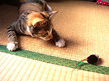 miru_and_mouse01.jpg