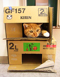 box_building03.jpg