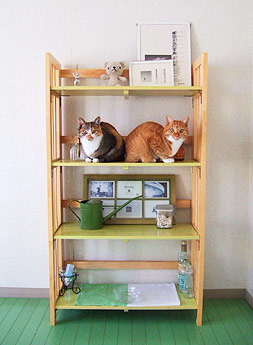shelf.jpg