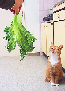 lettuce01.jpg
