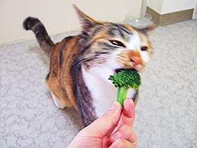 broccoli05.jpg