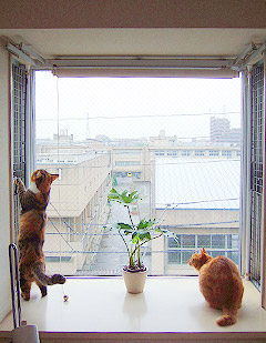windowcats02.jpg