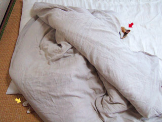 futoncat10.jpg